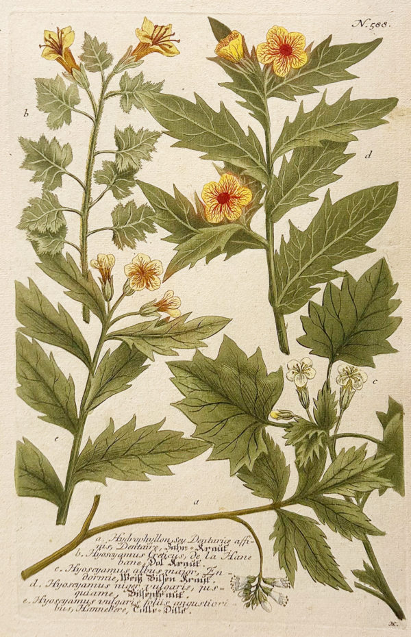 Botanica Iconographia - Fleurs - Botanique