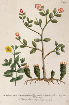 Botanica Iconographia - Fleurs - Botanique