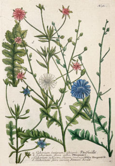 Botanica Iconographia - Fleurs - Botanique