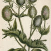 Botanica Iconographia - Fleurs - Botanique