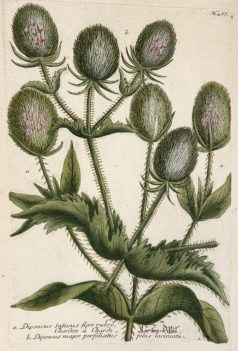 Botanica Iconographia - Fleurs - Botanique