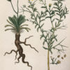 Botanica Iconographia - Fleurs - Botanique