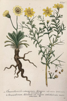 Botanica Iconographia - Fleurs - Botanique