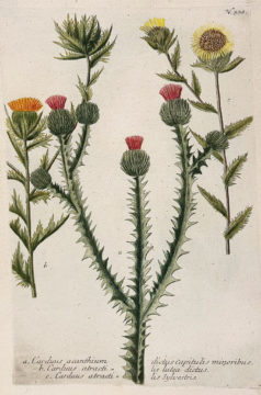 Botanica Iconographia - Fleurs - Botanique