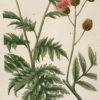 Botanica Iconographia - Fleurs - Botanique