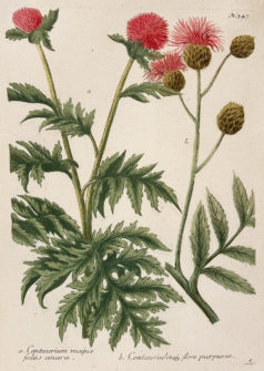 Botanica Iconographia - Fleurs - Botanique