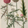 Botanica Iconographia - Fleurs - Botanique