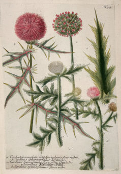 Botanica Iconographia - Fleurs - Botanique