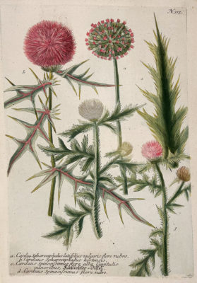 Botanica Iconographia - Fleurs - Botanique