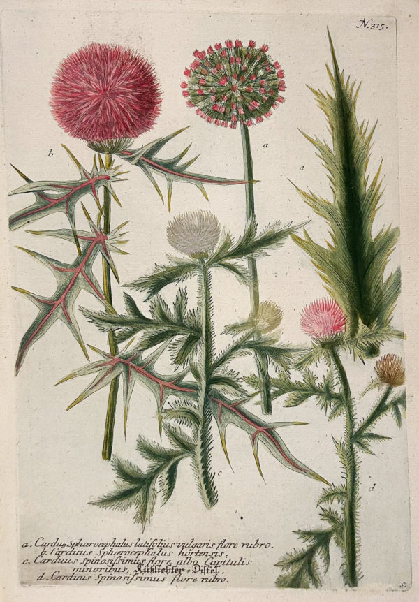 Botanica Iconographia - Fleurs - Botanique