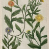 Botanica Iconographia - Fleurs - Botanique