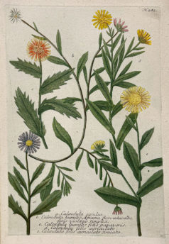 Botanica Iconographia - Fleurs - Botanique