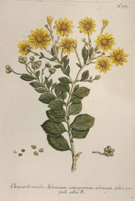 Botanica Iconographia - Fleurs - Botanique