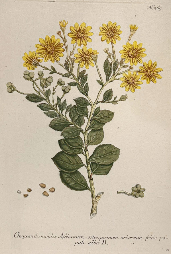 Botanica Iconographia - Fleurs - Botanique