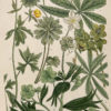 Botanica Iconographia - Fleurs - Botanique