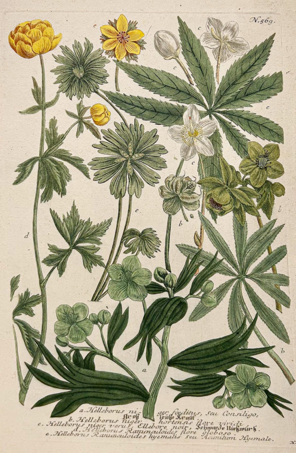 Botanica Iconographia - Fleurs - Botanique