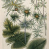 Botanica Iconographia - Fleurs - Botanique