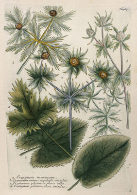 Botanica Iconographia - Fleurs - Botanique