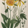 Botanica Iconographia - Fleurs - Botanique