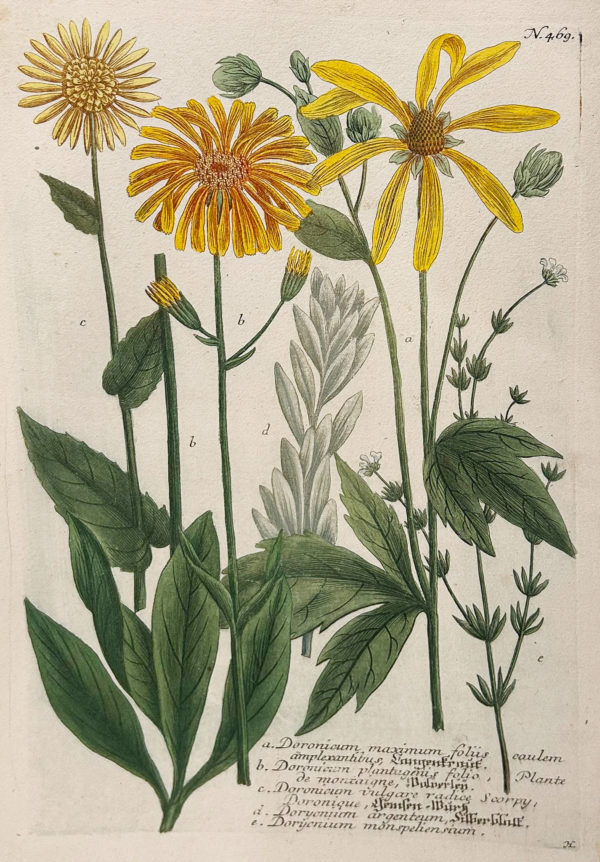 Botanica Iconographia - Fleurs - Botanique