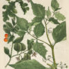 Botanica Iconographia - Fleurs - Botanique