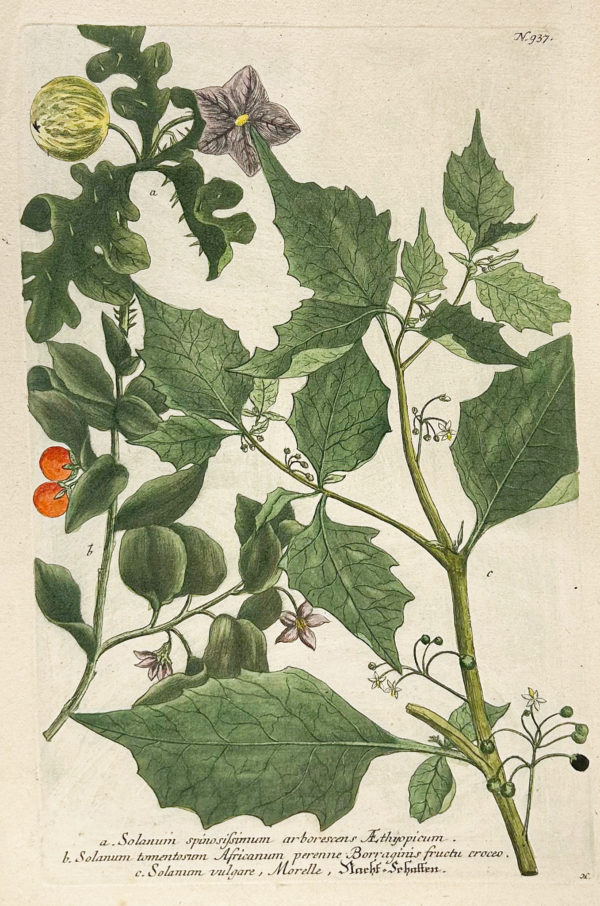 Botanica Iconographia - Fleurs - Botanique