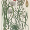 Botanica Iconographia - Fleurs - Botanique