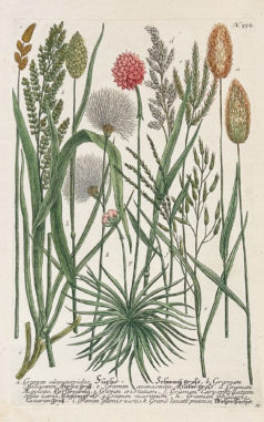 Botanica Iconographia - Fleurs - Botanique