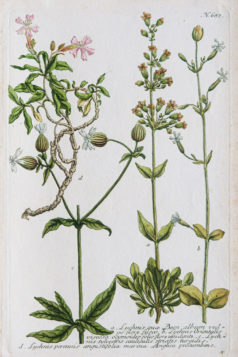 Botanica Iconographia - Fleurs - Botanique