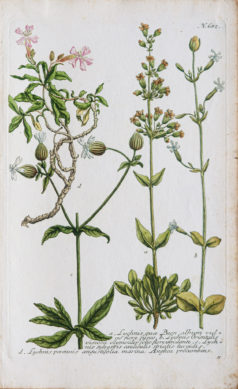 Botanica Iconographia - Fleurs - Botanique