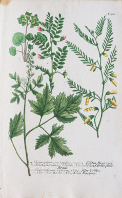 Botanica Iconographia - Fleurs - Botanique