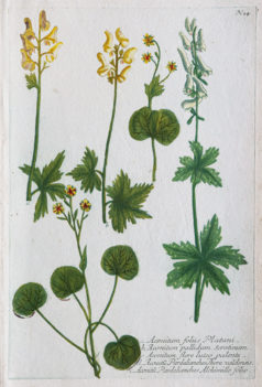 Botanica Iconographia - Fleurs - Botanique