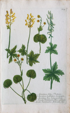 Botanica Iconographia - Fleurs - Botanique