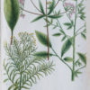 Botanica Iconographia - Fleurs - Botanique