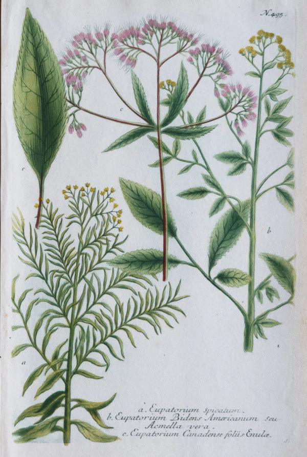 Botanica Iconographia - Fleurs - Botanique