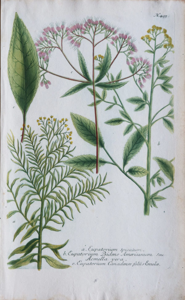 Botanica Iconographia - Fleurs - Botanique