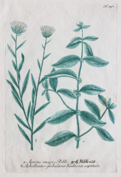 Botanica Iconographia - Fleurs - Botanique