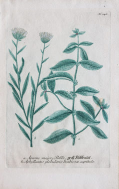 Botanica Iconographia - Fleurs - Botanique