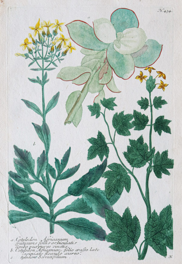 Botanica Iconographia - Fleurs - Botanique