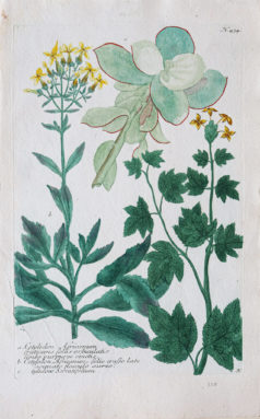 Botanica Iconographia - Fleurs - Botanique