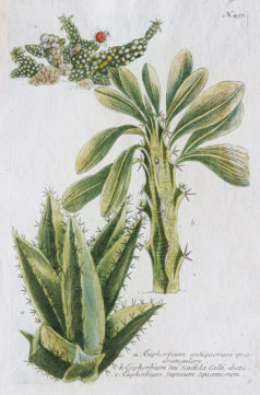 Botanica Iconographia - Fleurs - Botanique