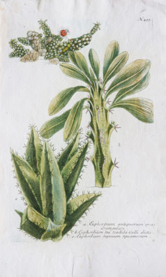 Botanica Iconographia - Fleurs - Botanique