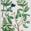 Botanica Iconographia - Fleurs - Botanique