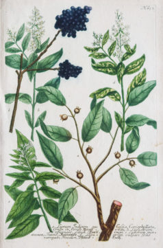 Botanica Iconographia - Fleurs - Botanique