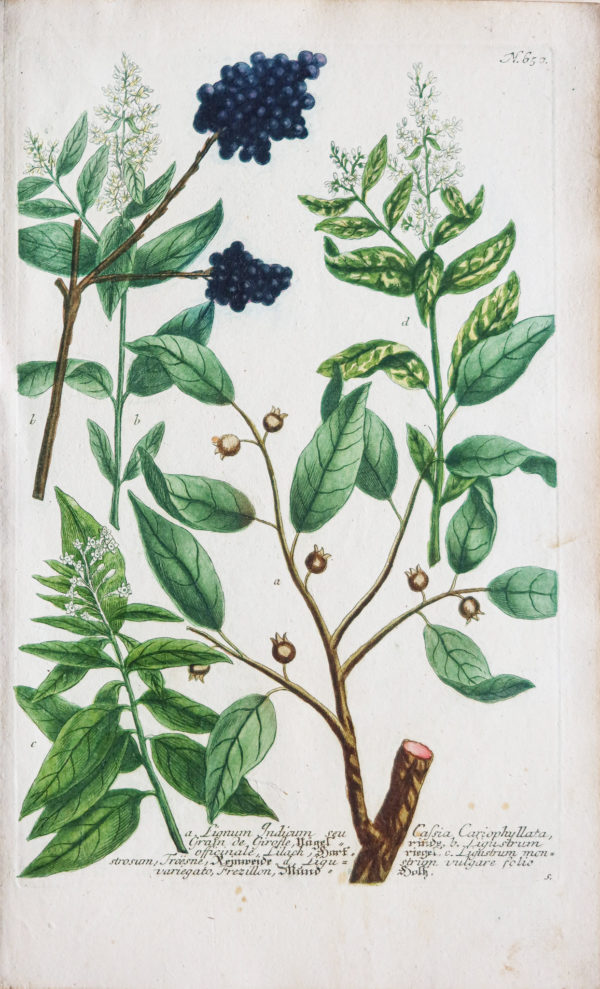 Botanica Iconographia - Fleurs - Botanique