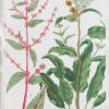 Botanica Iconographia - Fleurs - Botanique