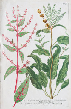 Botanica Iconographia - Fleurs - Botanique