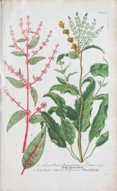 Botanica Iconographia - Fleurs - Botanique