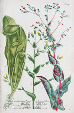 Botanica Iconographia - Fleurs - Botanique