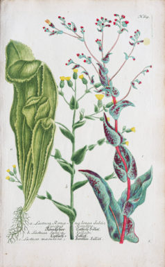 Botanica Iconographia - Fleurs - Botanique